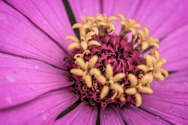 Foto close-up di un fiore rosa