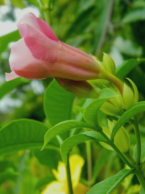 Close-up of pink flower