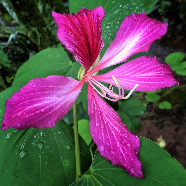 Foto prossimo piano di un fiore rosa