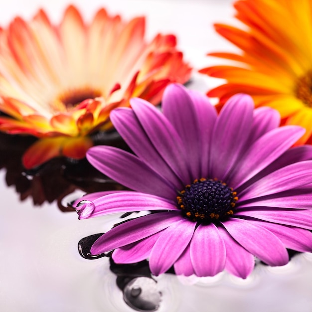 close-up of pink flower
