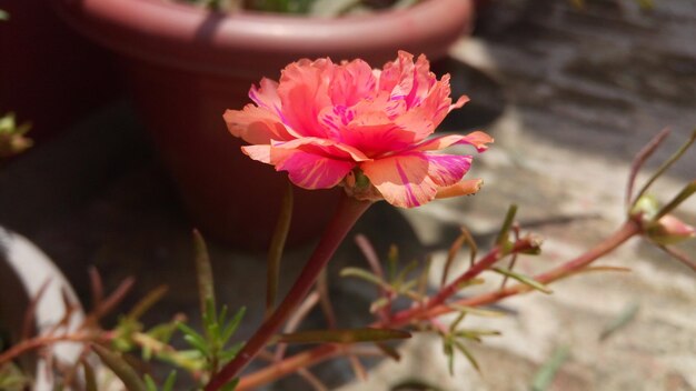 Close-up of pink flower