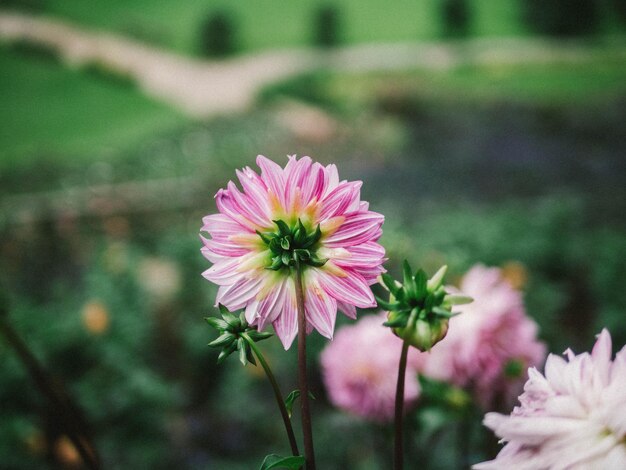 ピンクの花のクローズアップ