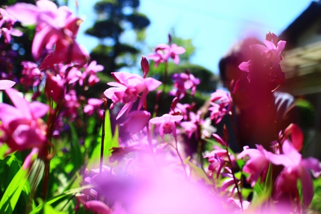 Foto close-up di un fiore rosa