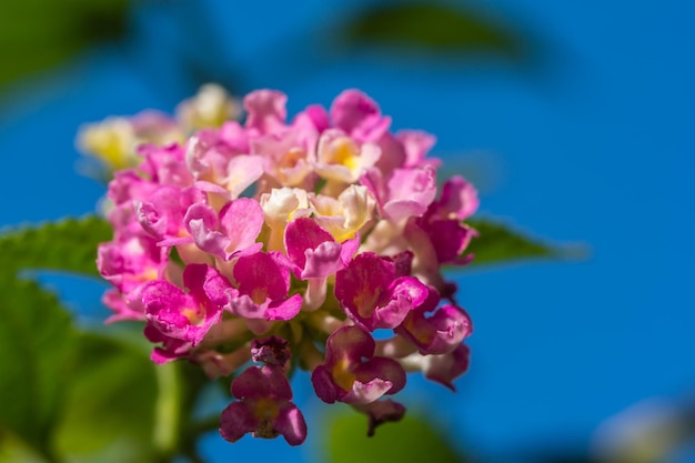 Close-up of pink flower