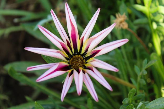 Foto close-up di un fiore rosa