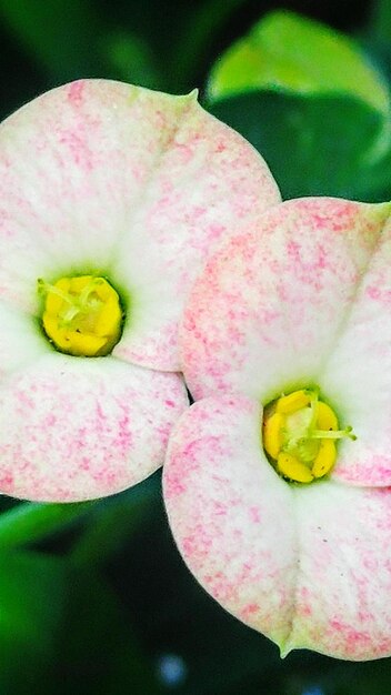 Close-up of pink flower