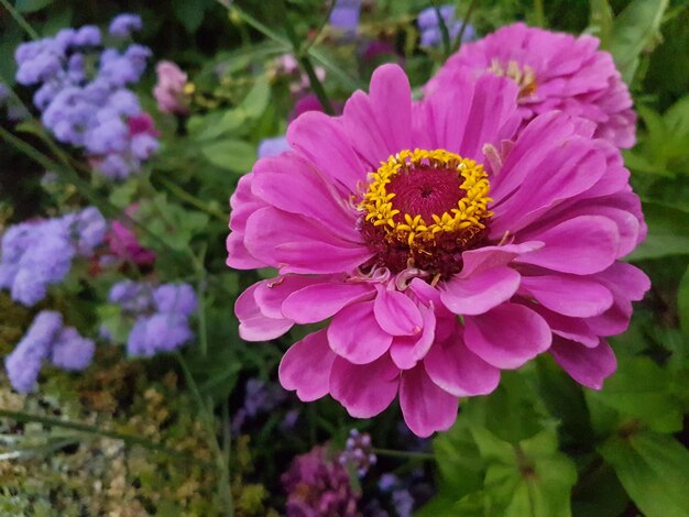 Close-up of pink flower