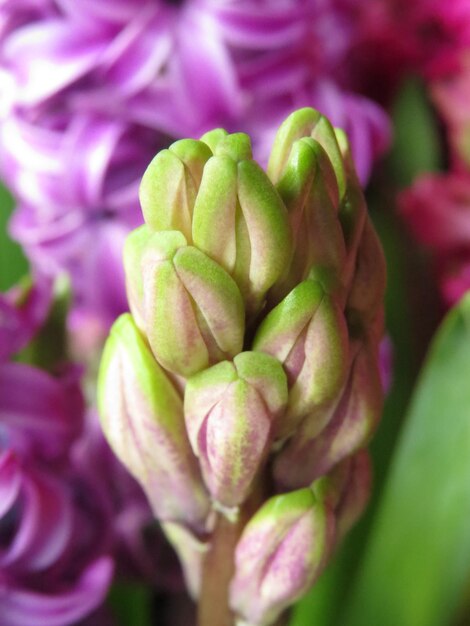 Photo close-up of pink flower