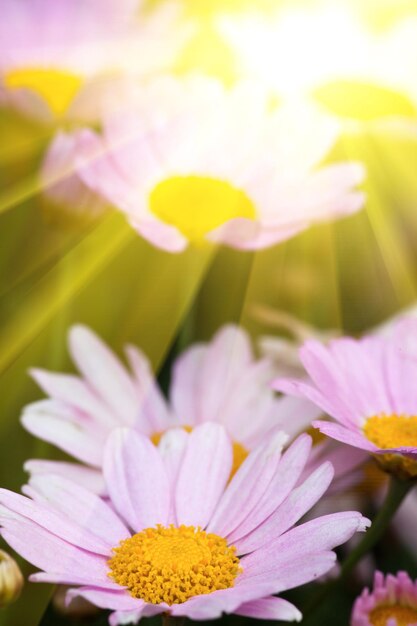 Close-up of pink flower