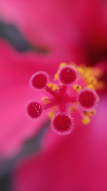 Photo close-up of pink flower