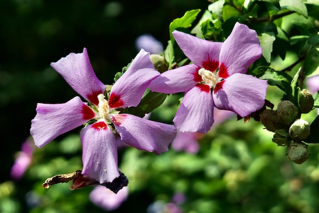 Photo close-up of pink flower