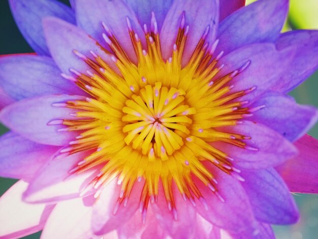 Foto close-up di un fiore rosa