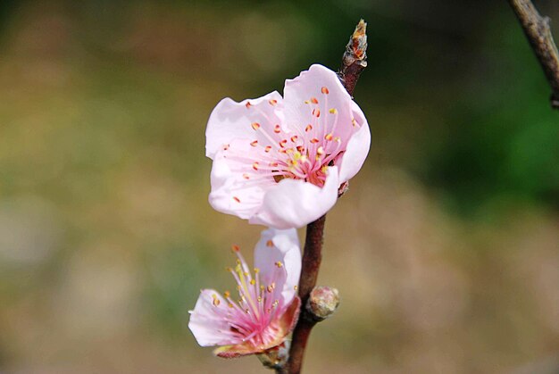 Photo close-up of pink flower