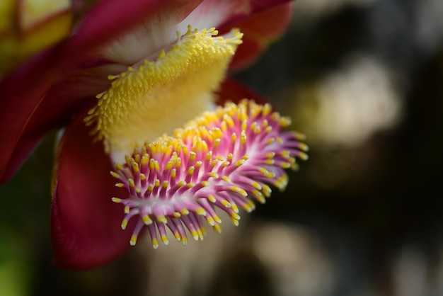 Close-up of pink flower