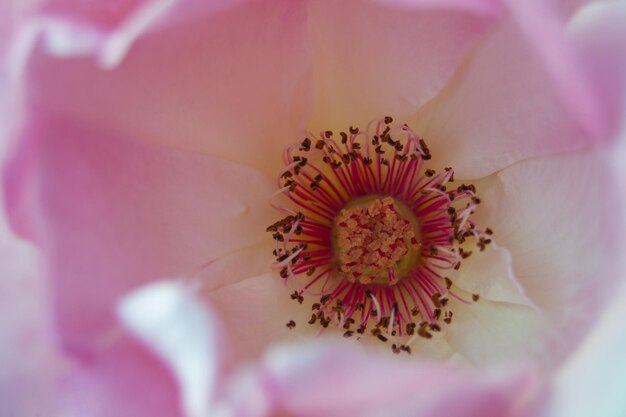 Foto close-up di un fiore rosa