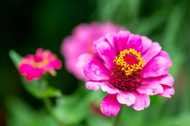 Close-up of pink flower