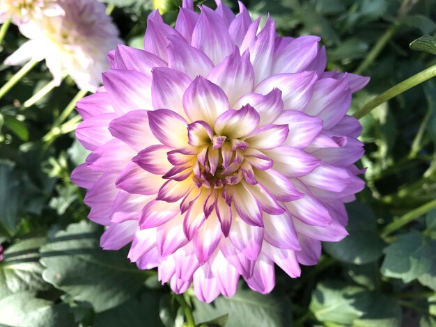 Foto close-up di un fiore rosa