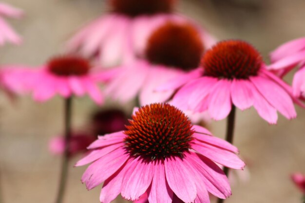 Close-up of pink flower