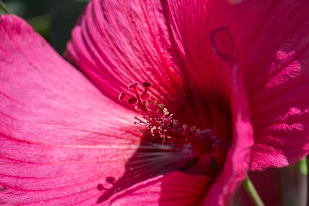 Photo close-up of pink flower