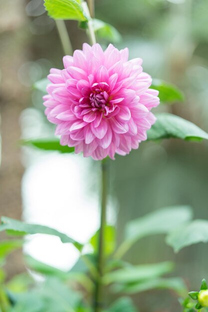 Foto close-up di un fiore rosa