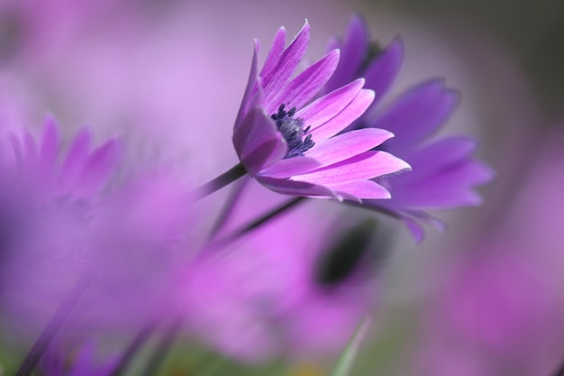 Close-up of pink flower