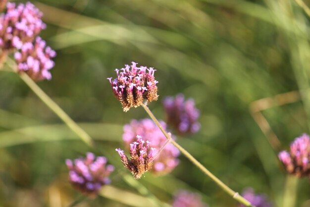 Photo close-up of pink flower