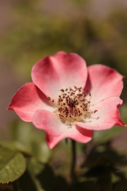 Foto close-up di un fiore rosa