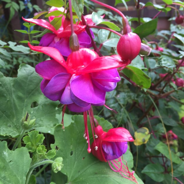 Close-up of pink flower