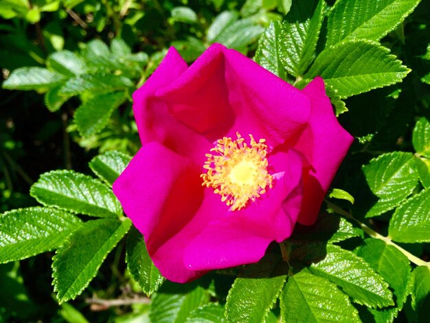 Close-up of pink flower