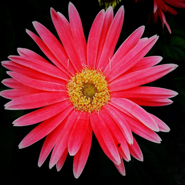 Foto close-up di un fiore rosa