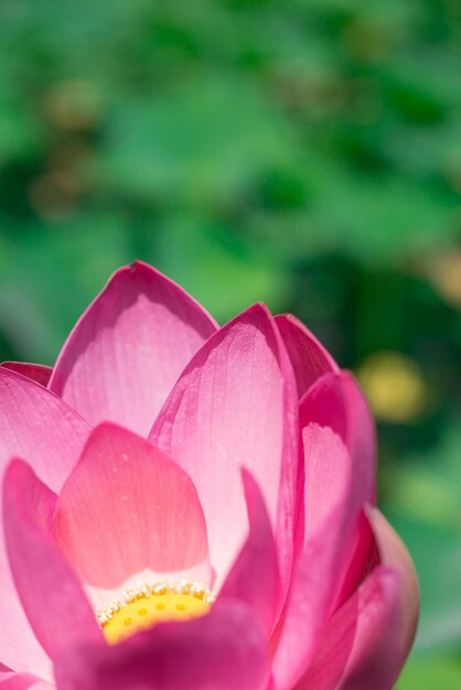 Foto close-up di un fiore rosa