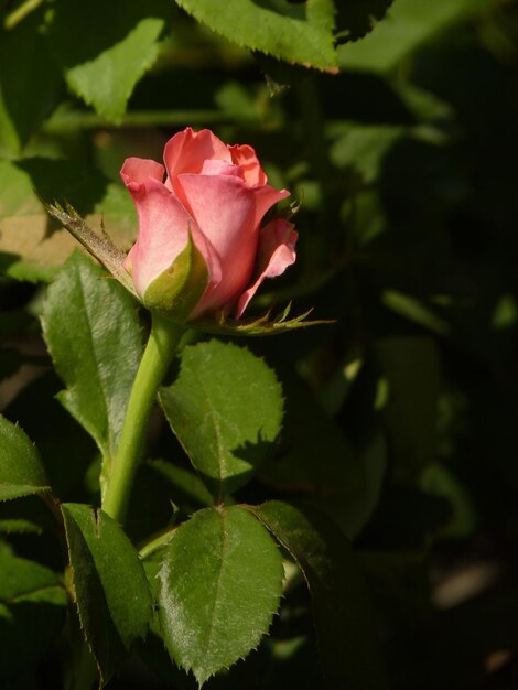 Close-up of pink flower