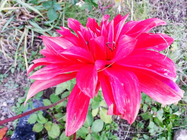 Close-up of pink flower