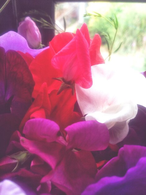 Foto close-up di un fiore rosa