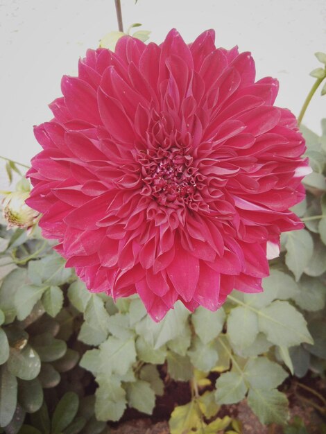 Close-up of pink flower