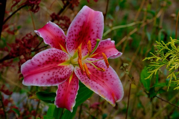 Close-up of pink flower