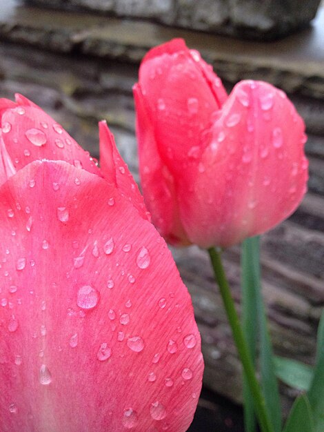 Foto close-up di un fiore rosa