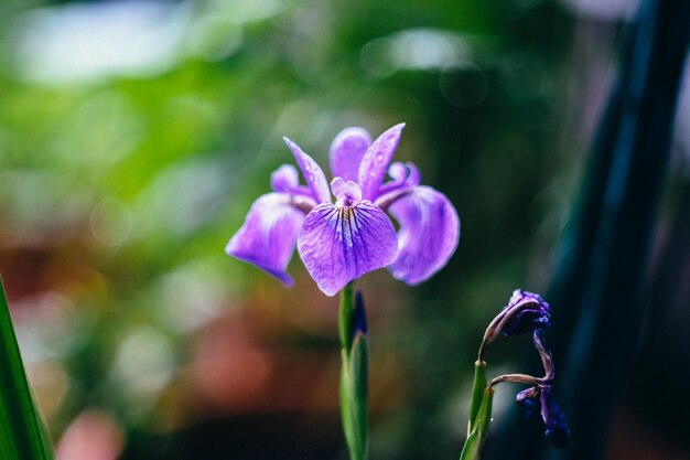 Close-up of pink flower