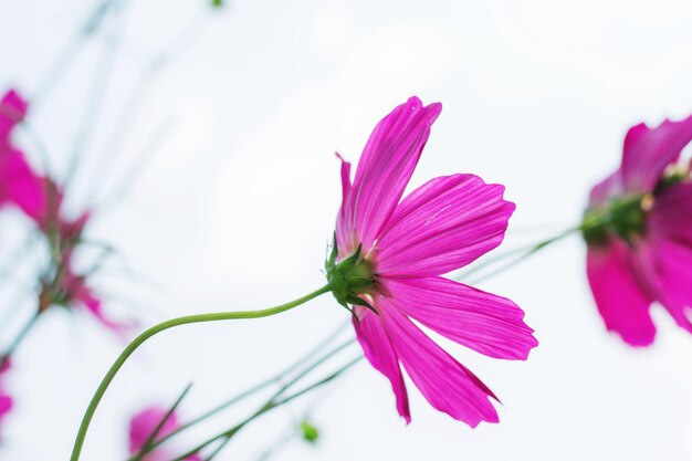 Close-up of pink flower