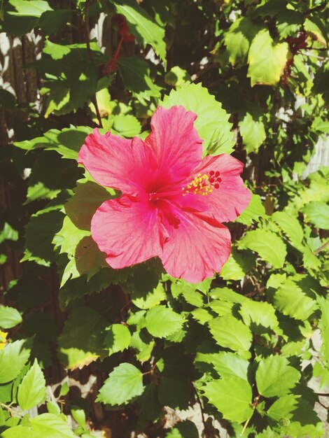 Photo close-up of pink flower