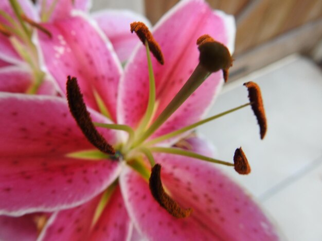 Close-up of pink flower