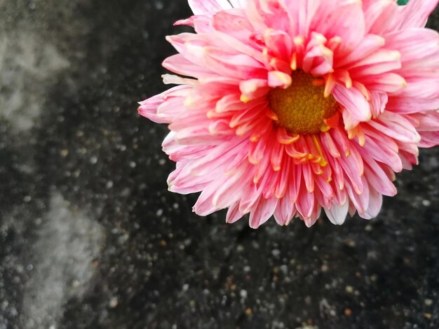 Foto close-up di un fiore rosa