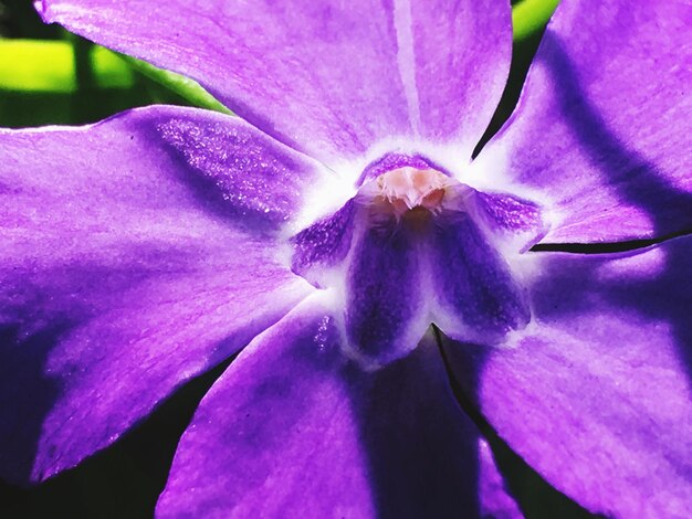 Close-up of pink flower