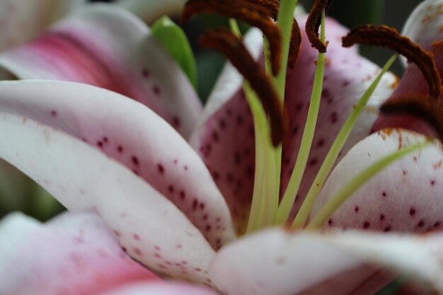 Photo close-up of pink flower