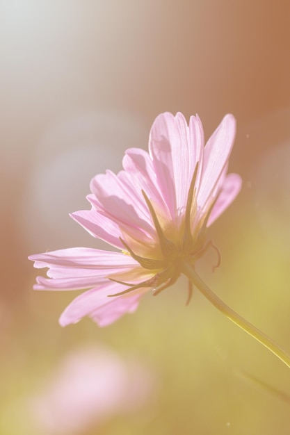 ピンクの花のクローズアップ