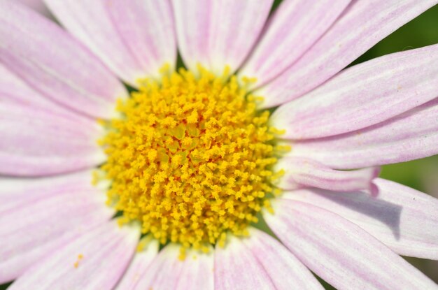 Photo close-up of pink flower