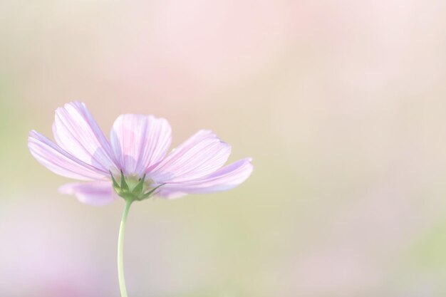 Close-up of pink flower