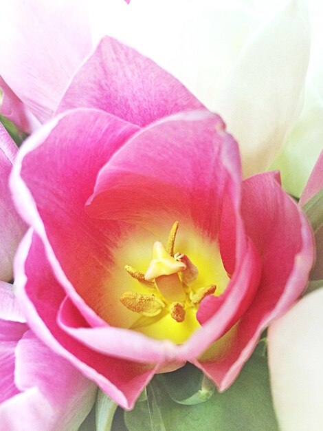 Close-up of pink flower