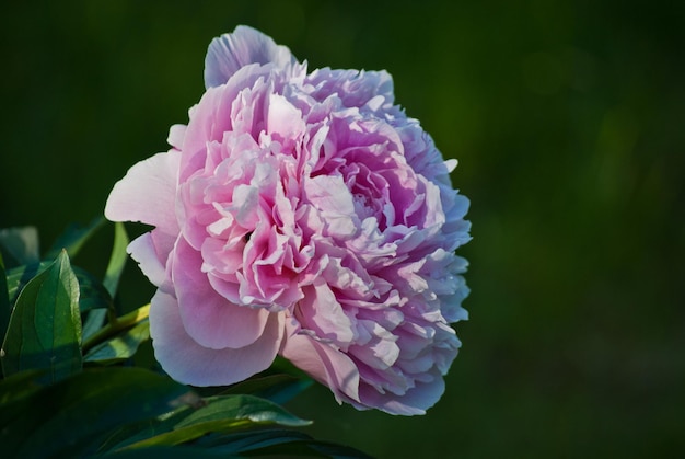 Close-up of pink flower