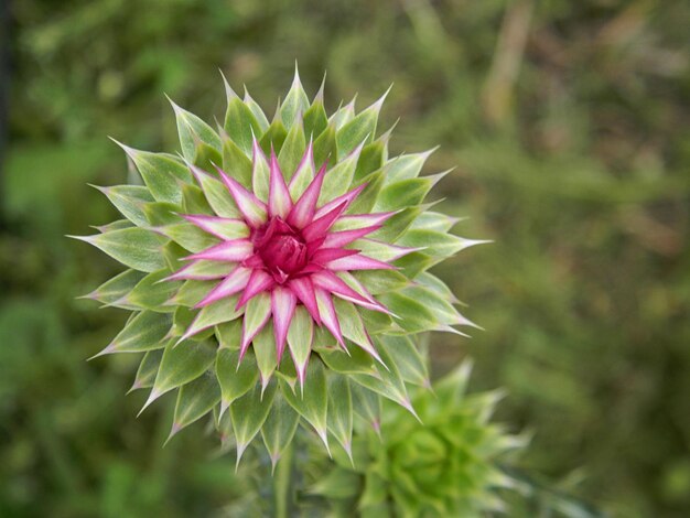 Close-up of pink flower